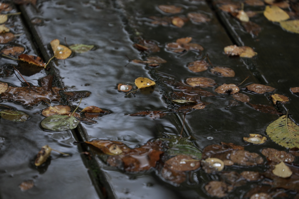 一雨ごとに冬が近ずく