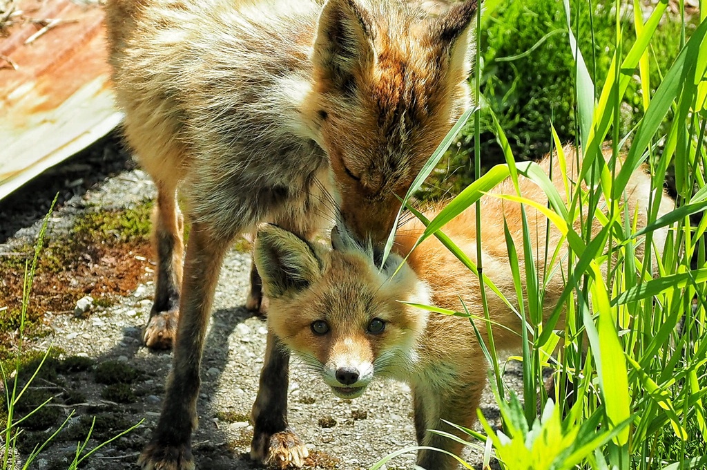 お母さんと一緒