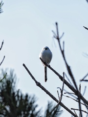 美瑛 エナちゃん