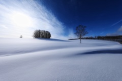 マイルドセブンの木