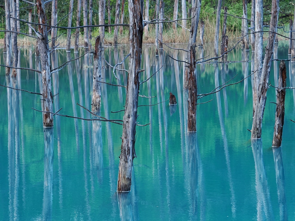 青い池