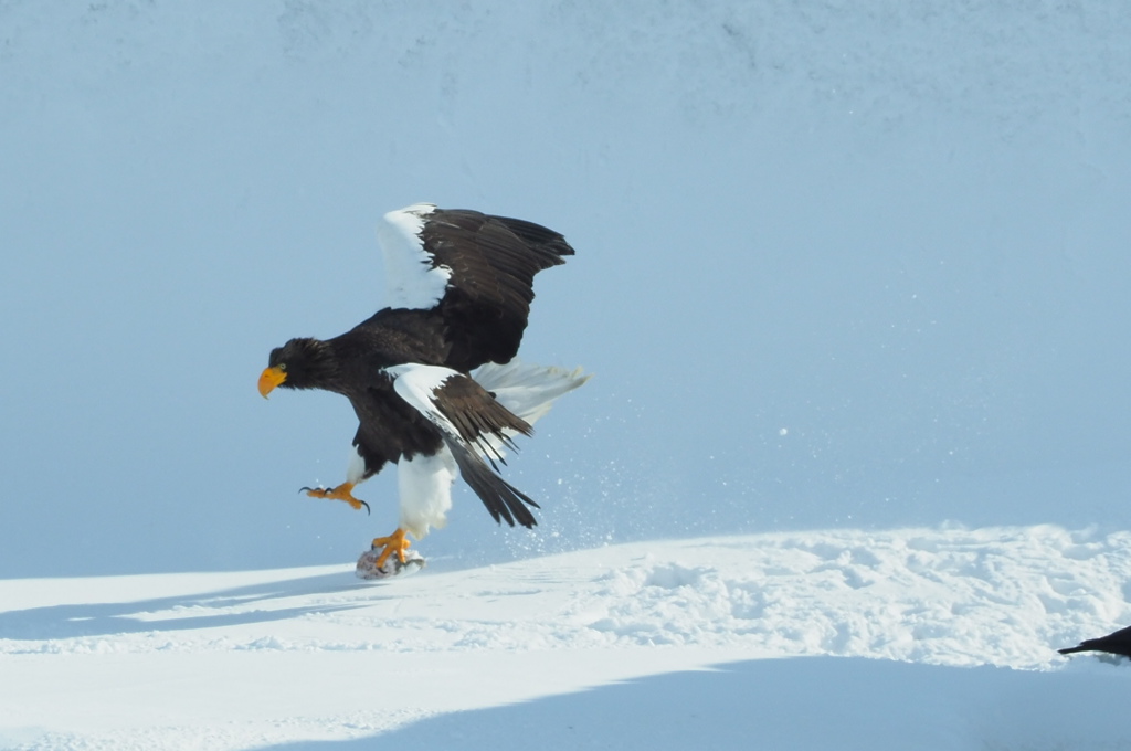 魚転がしルンルン