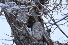 今日も平和だ。