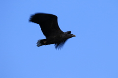 屈斜路湖上空オジロも
