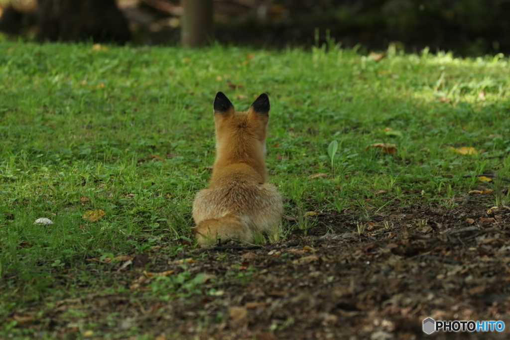 後ろ姿可愛い！(笑)