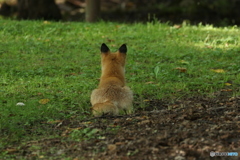 後ろ姿可愛い！(笑)