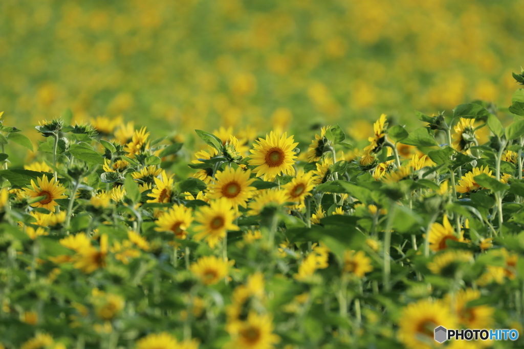 20160910082330_IMG_7069