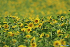 20160910082330_IMG_7069