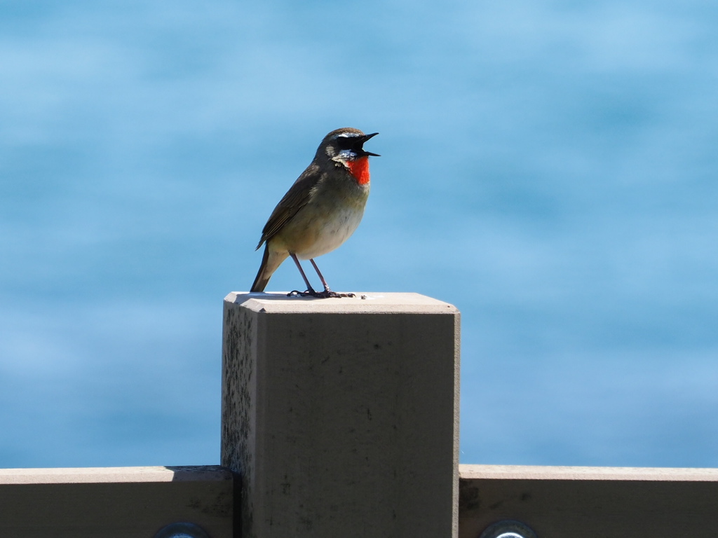 可愛いのいました。