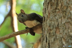 食われてたまるか！