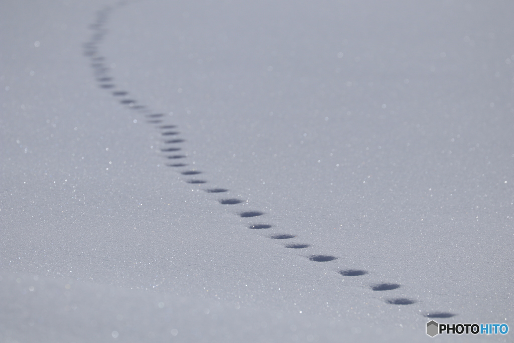 キツネの足跡かな～？