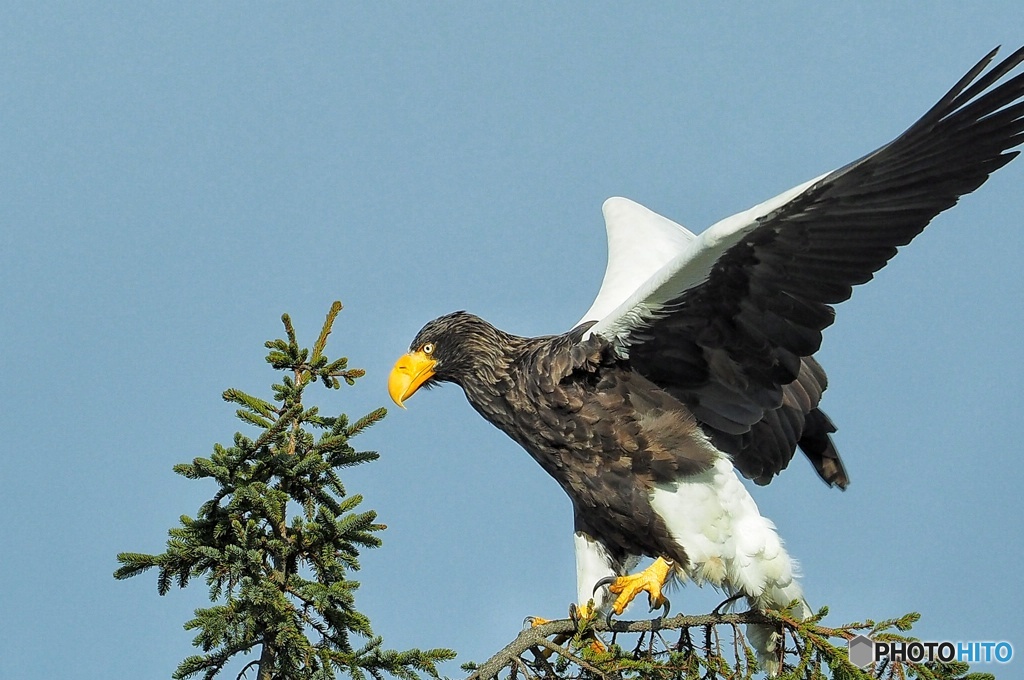 オホーツク オオワシ