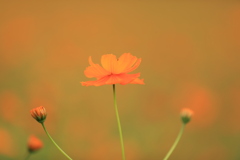 太陽の丘 コスモス