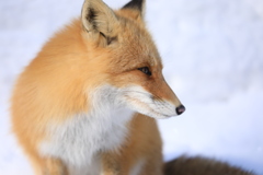 川湯のアイドル