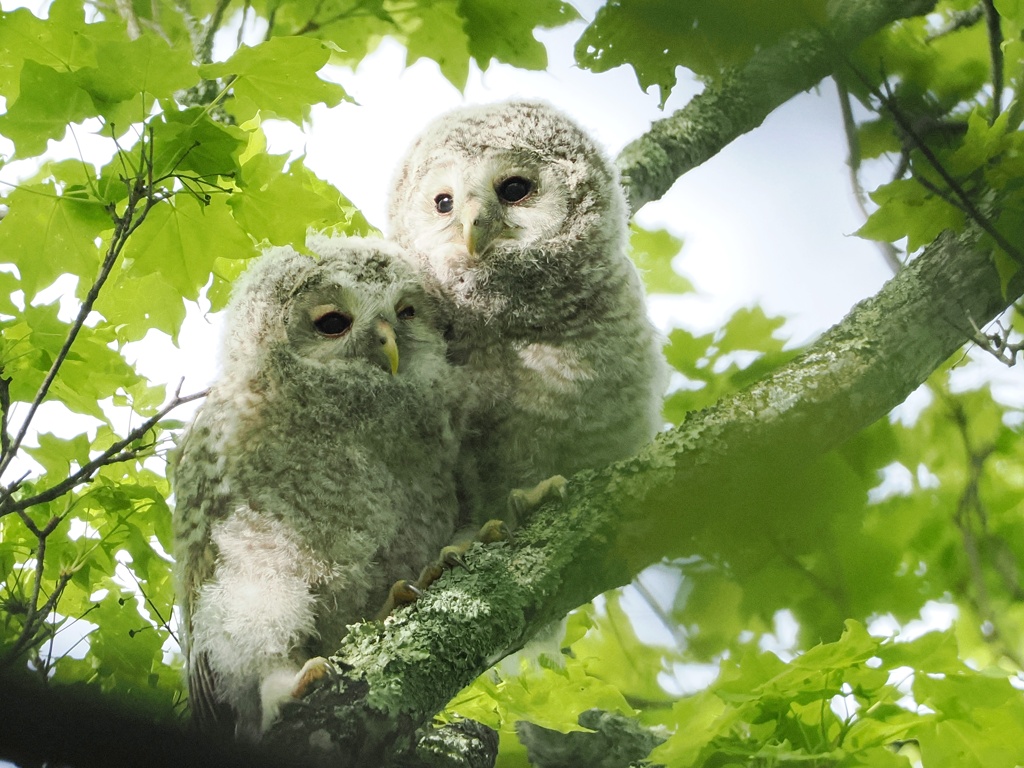 エゾフクロウ幼鳥
