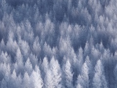 樹氷