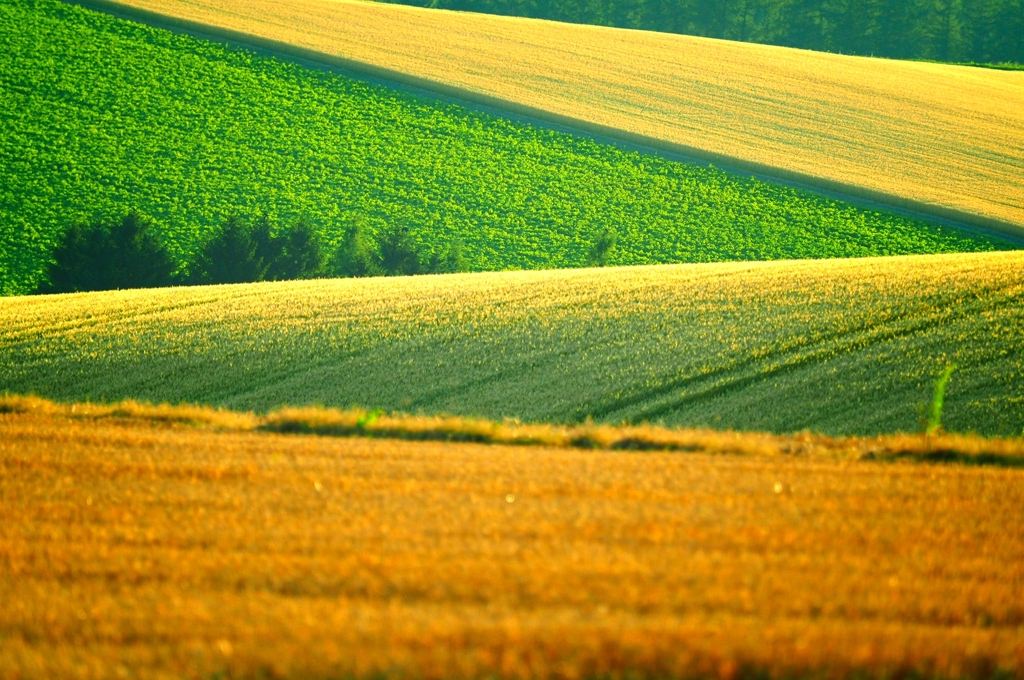 いつもの美瑛丘