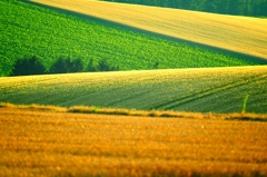 いつもの美瑛丘