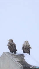 やはりイケメンです❗