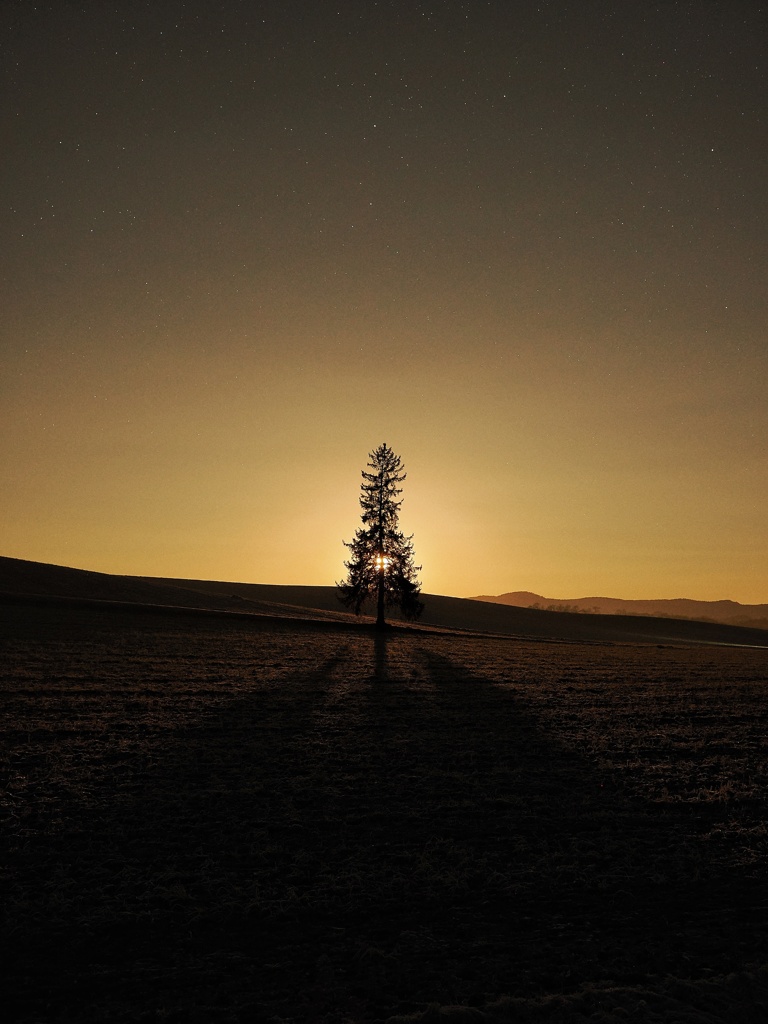 クリスマスツリー