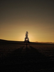 クリスマスツリー