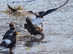 オオワシ幼鳥 おッたまげ