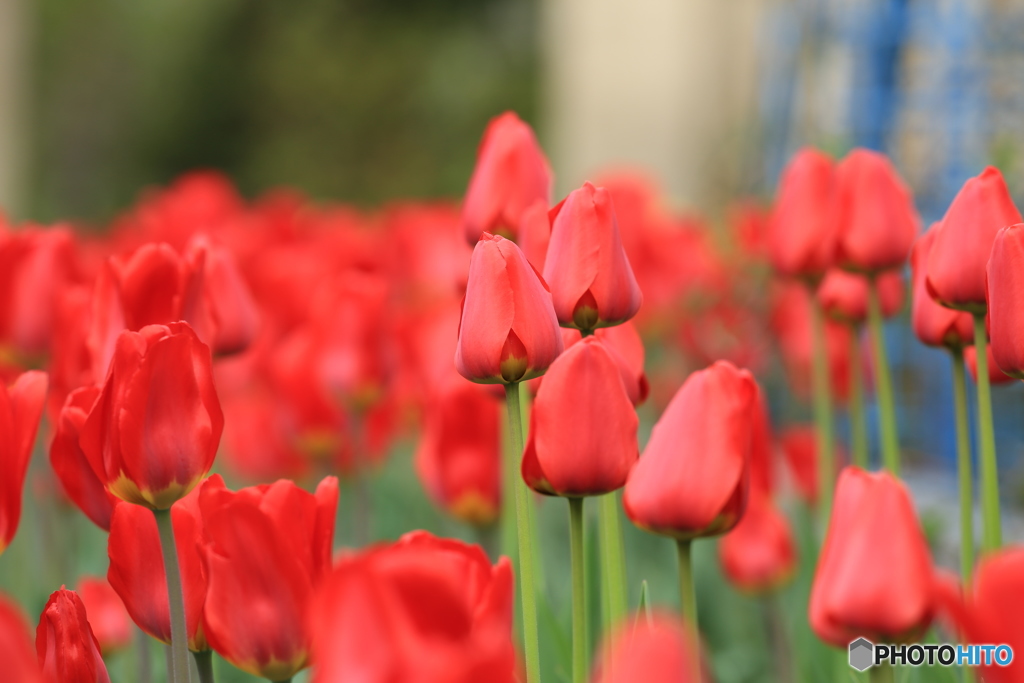 定番チューリップ