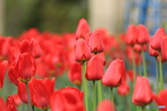 定番チューリップ