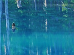 青い池