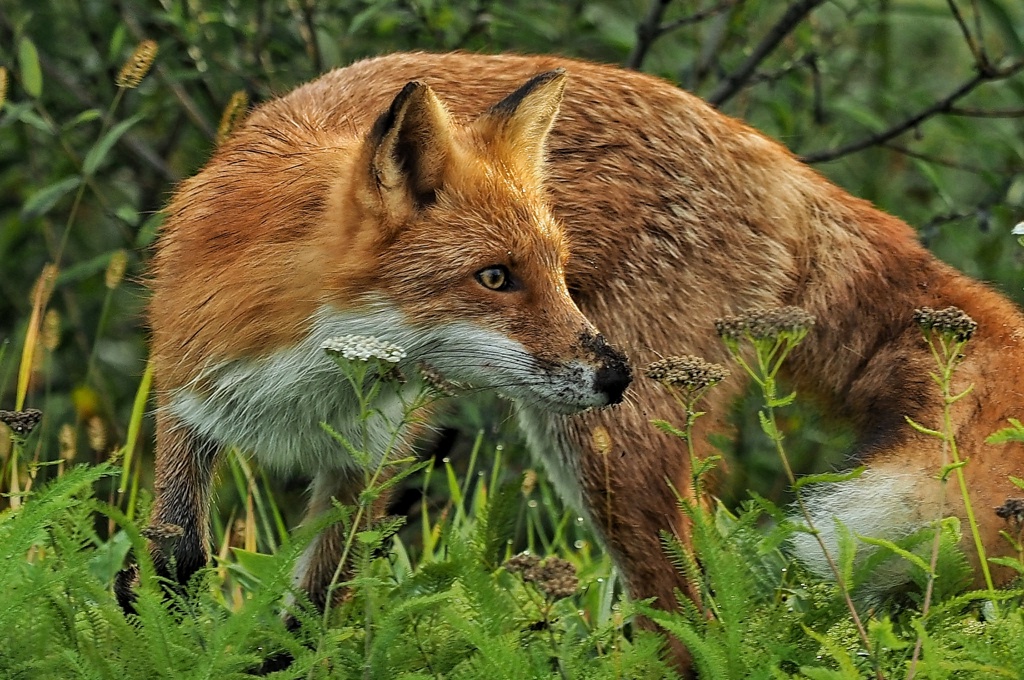 川湯のツネさん
