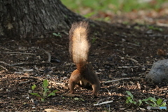ガニって必死にエサ隠し