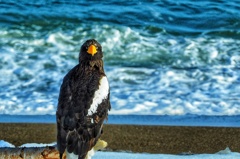 まだ流氷来ないのよ！