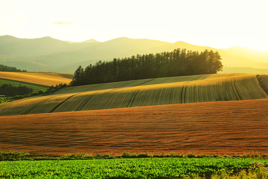 いつもの美瑛丘