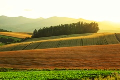 いつもの美瑛丘