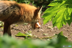 親キツネが餌をくわえて戻って来た！