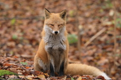 寝てますね！(笑)