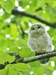 エゾフクロウ雛