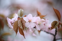 帰り桜餅買ってこ～