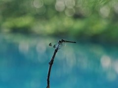 青い池