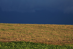刈られた麦もよりいっそう色濃く。