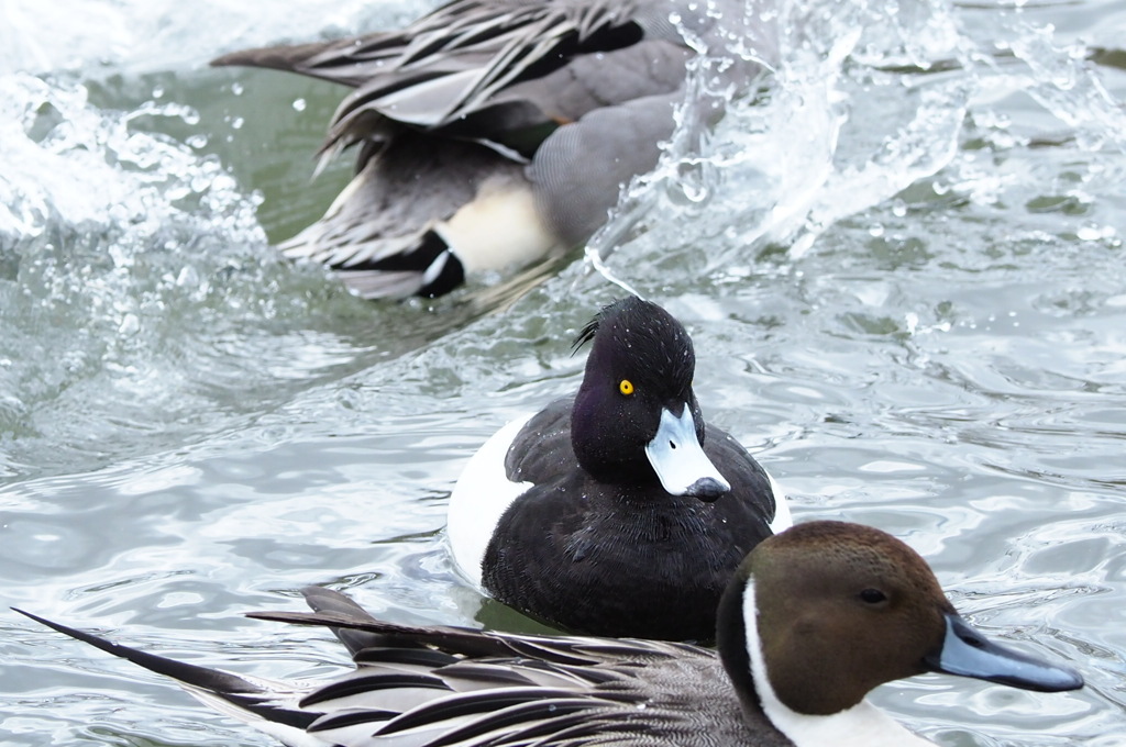 この白黒 初めて見るな～