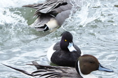 この白黒 初めて見るな～