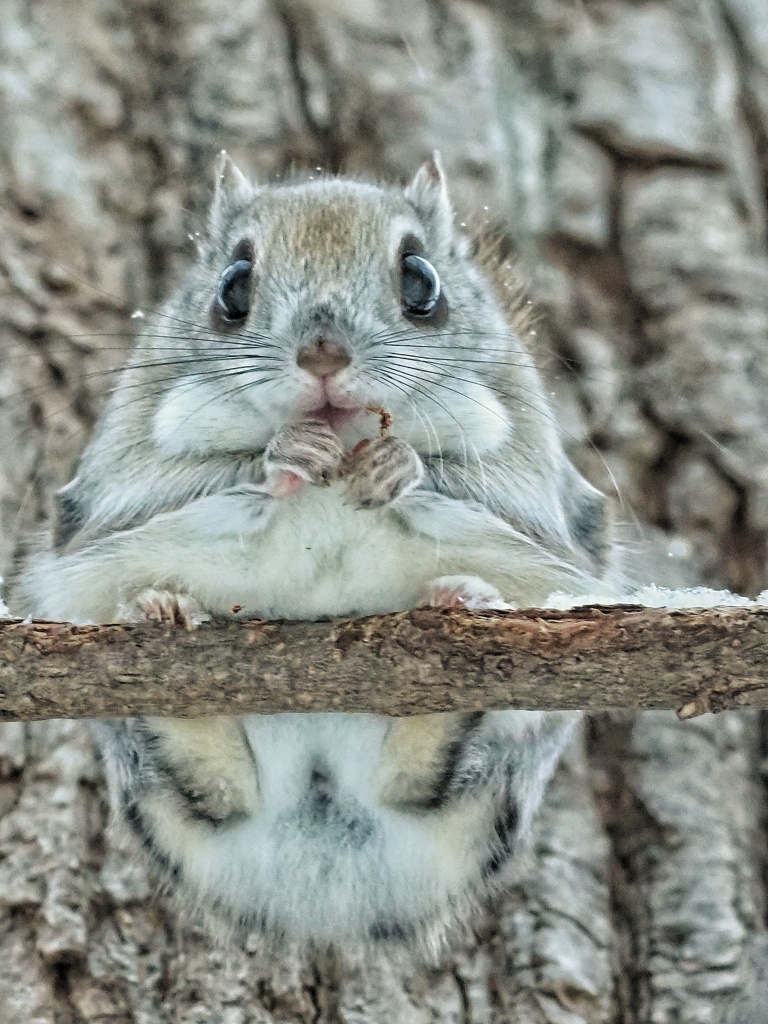 モモちん探しに3年かかった！