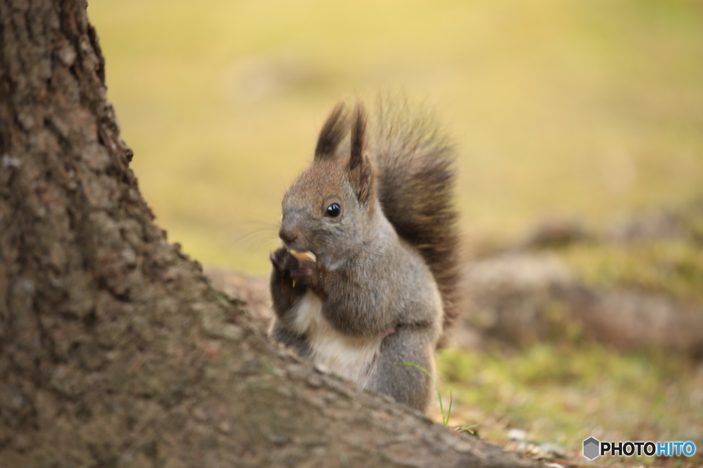 カボチャ種うまｯ