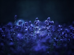 朝の静けさ 誰もいない 心やすらぐ