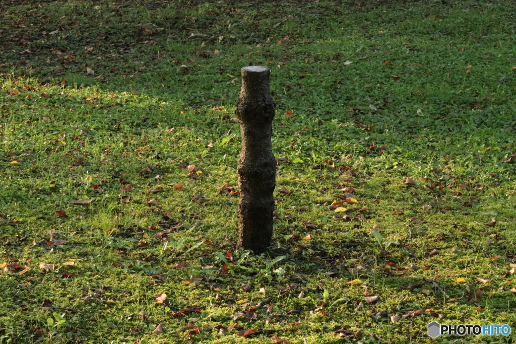 エゾリスのお立ち台