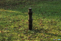 エゾリスのお立ち台