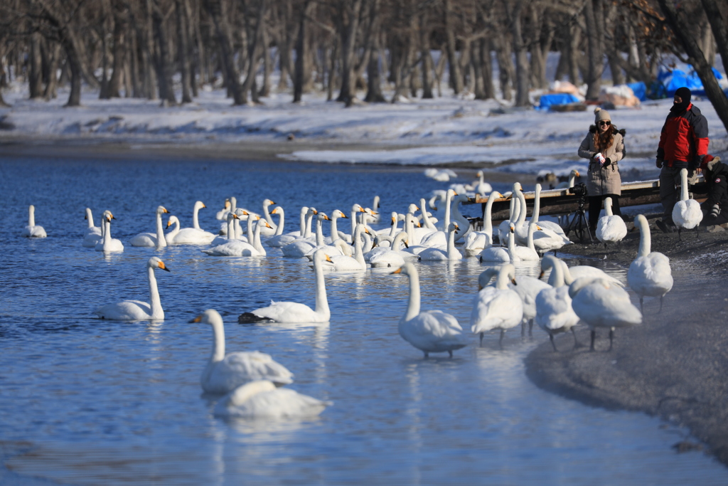 この場所は 砂湯で湖面も多少暖かいです。氷点下20度では 露天風呂みたいなもの。