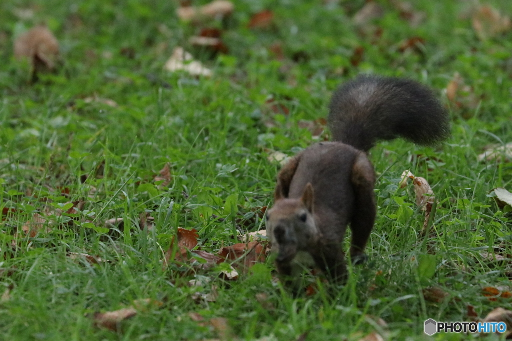 この頃ワンコの様に走って来ます！(笑)