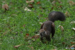 この頃ワンコの様に走って来ます！(笑)